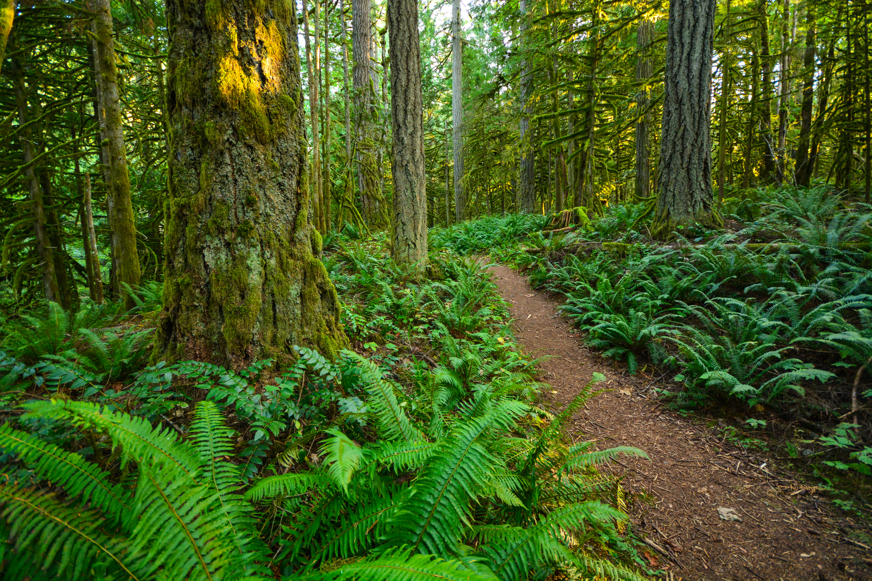 Winding forest trail