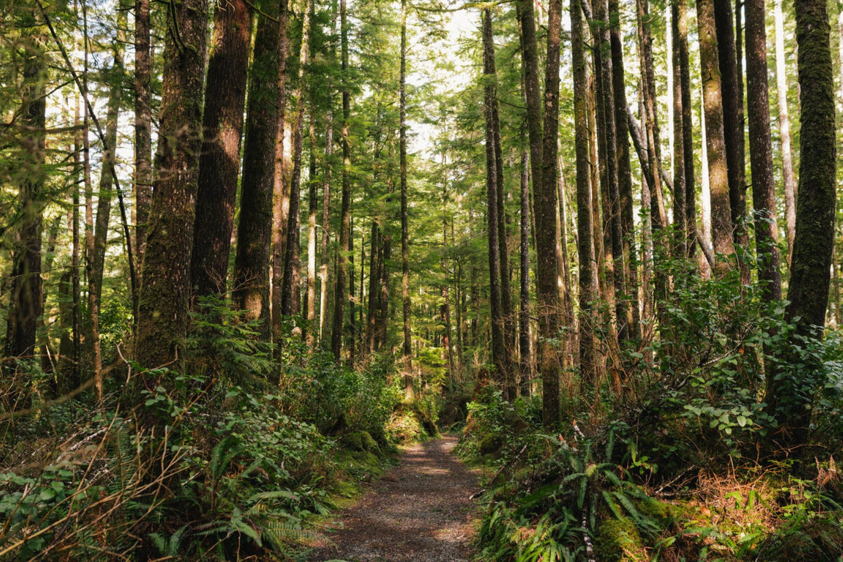A walking path through the forest. Photo credit: Destination BC