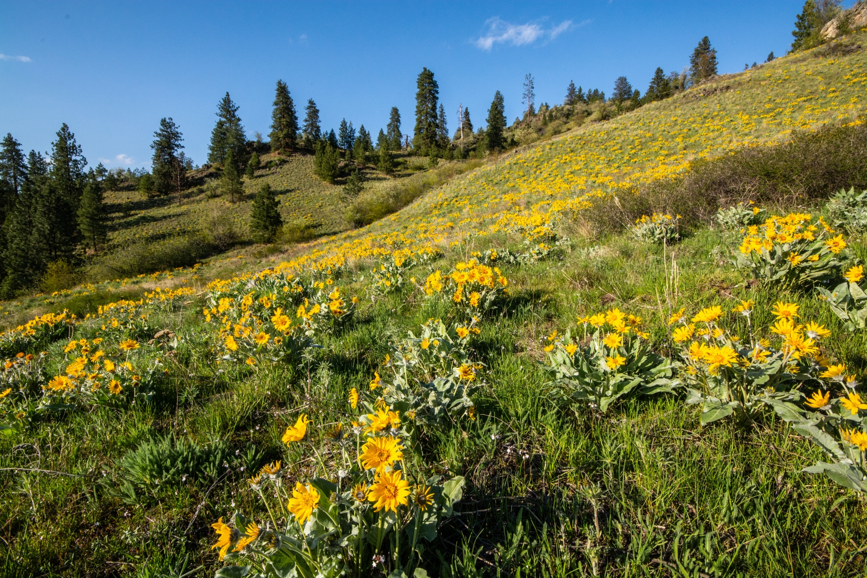  Grassland is dotted with ponderosa pine and groves of Douglas-fir. Photo credit: Destination BC