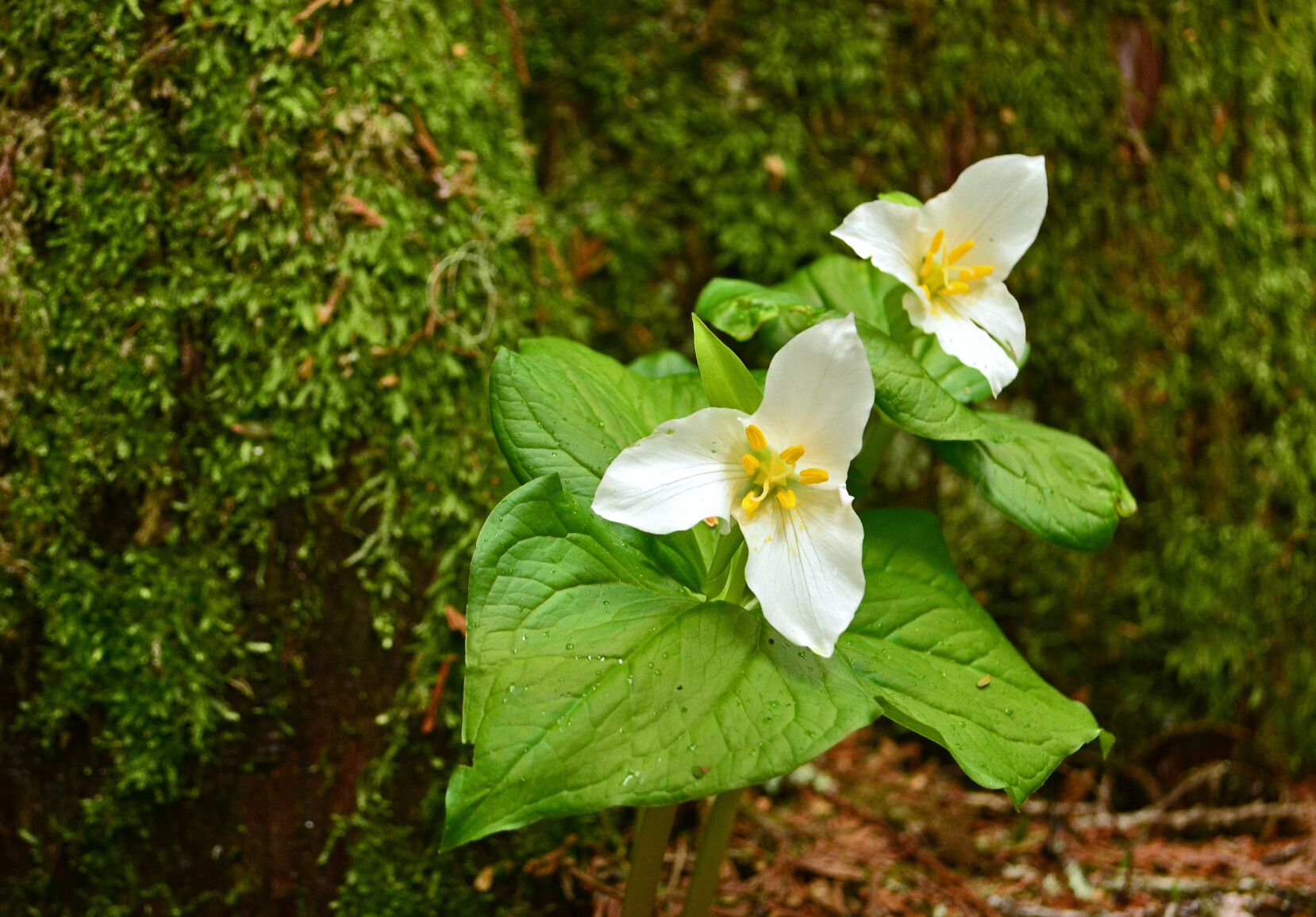 Pacific trillium in the forest at Sumallo Grove, E.C. Manning Park.