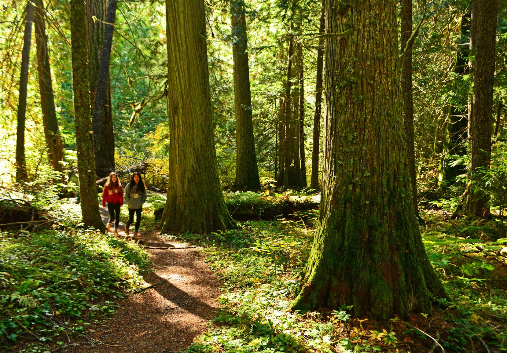 Sun filters through the forest as hikers enjoy a walk through Sumallo Grove, E.C. Manning Park.