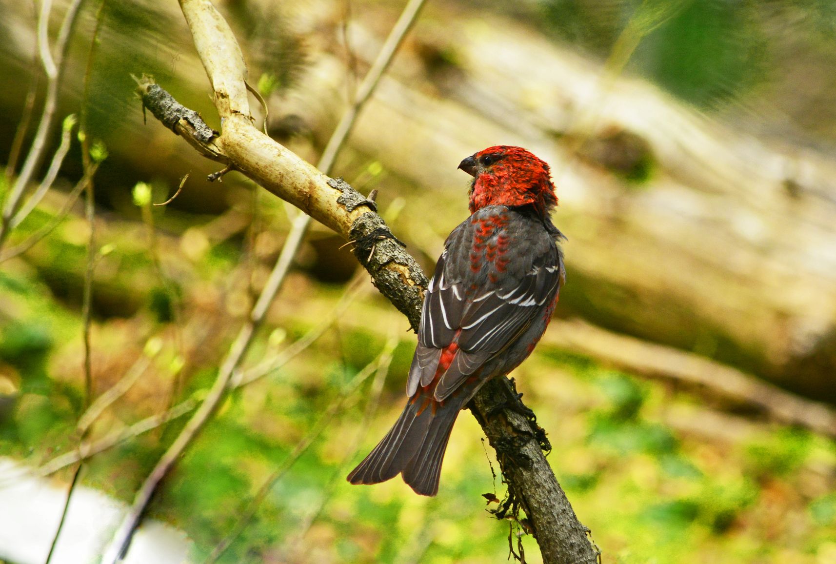 Pine grosbeak, a vibrant finch and songbird with flute-like calls, spotted in E.C. Manning Park.
