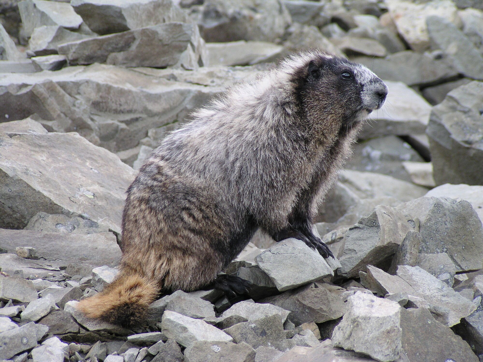 A hoary marmot, nicknamed the 'whistler' for its alarm calls, observes from a rocky terrain in E.C. Manning Park.