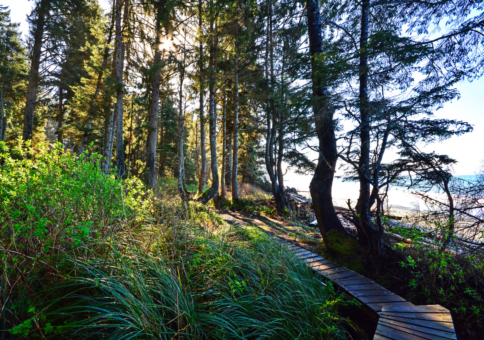 Trail and boardwalk in forest beside the beach.