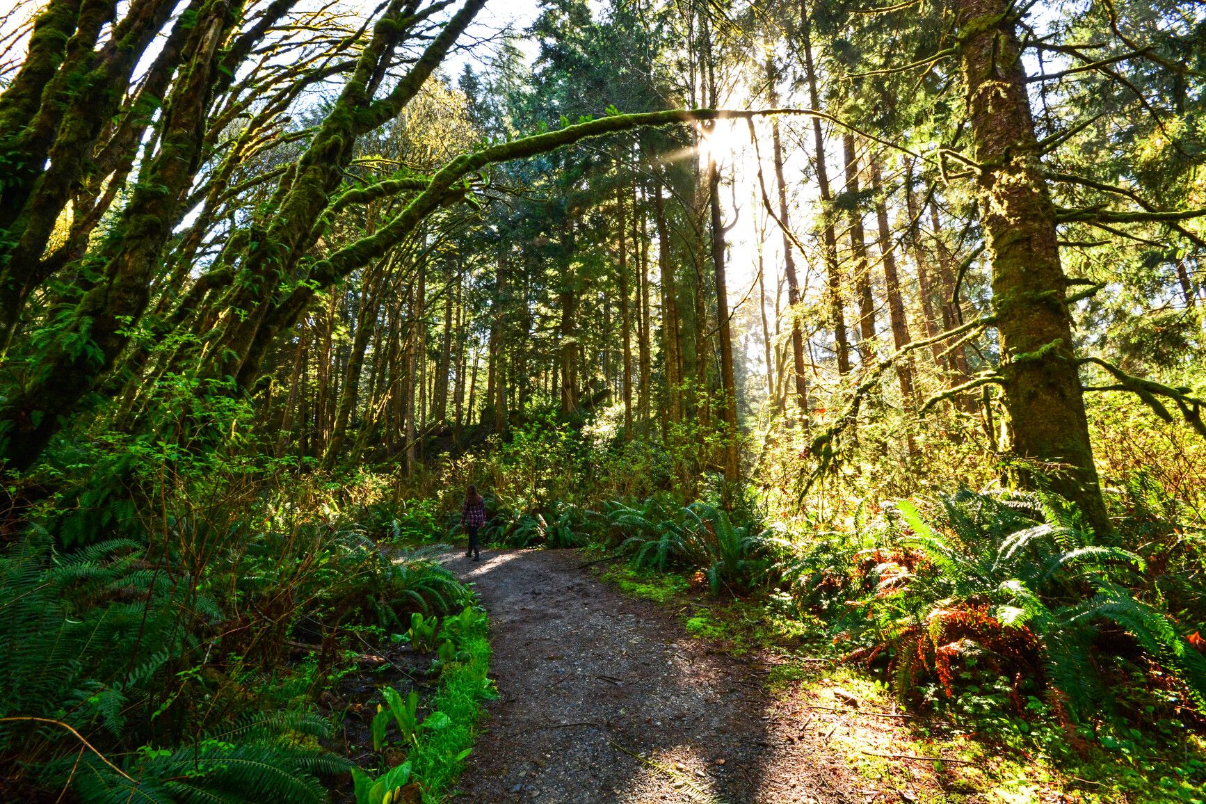 Photo: BC Parks. © Province of British Columbia, licensed under the Open Government Licence – British Columbia. French Beach Provincial Park, photo 9
