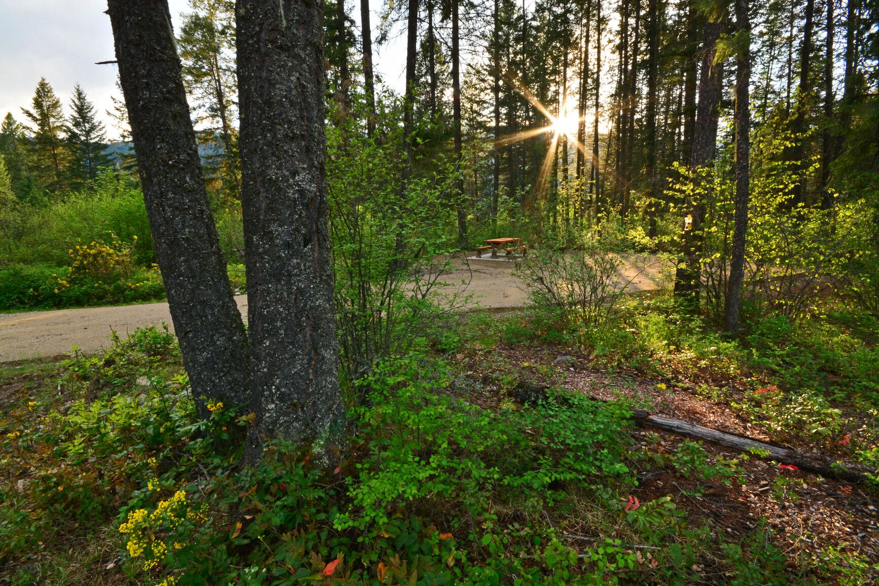 Gladstone Park features spacious campsites surrounded by lush forest, providing excellent privacy and ample space for large RVs.