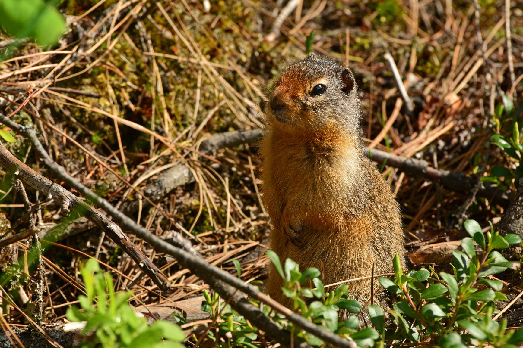 A Columbian ground squirrel keeps a watchful eye over its habitat in Gladstone Park.