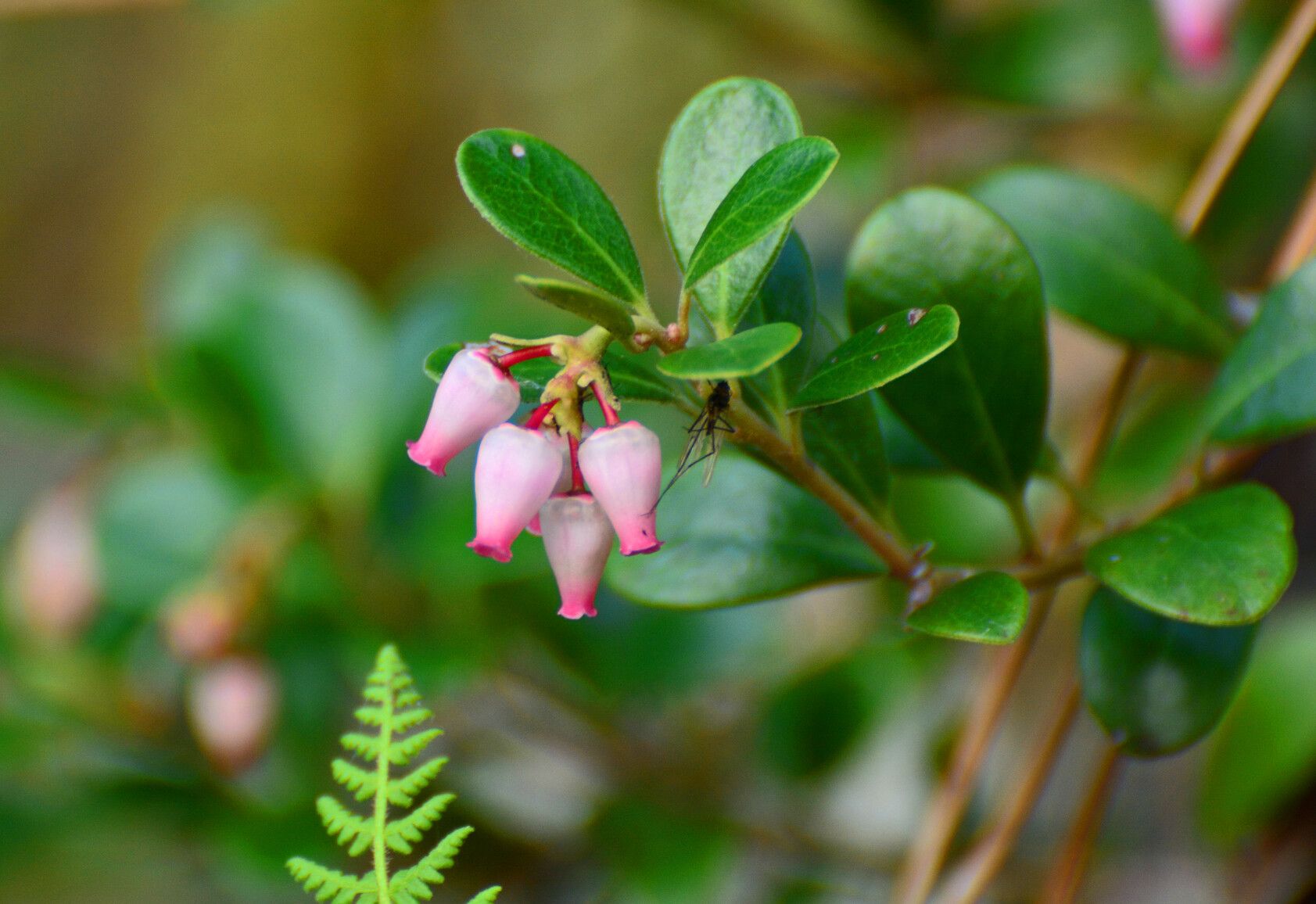 Kinnikinnick, a small evergreen shrub found in Gladstone Park, produces berries that are a common food source for bears.