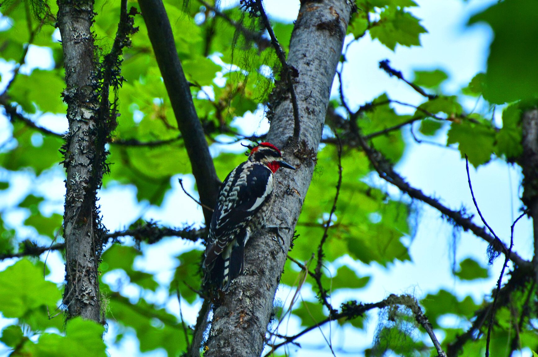 Downy Woodpecker, a small species of woodpecker, thrives in the forested habitat of Gladstone Park.