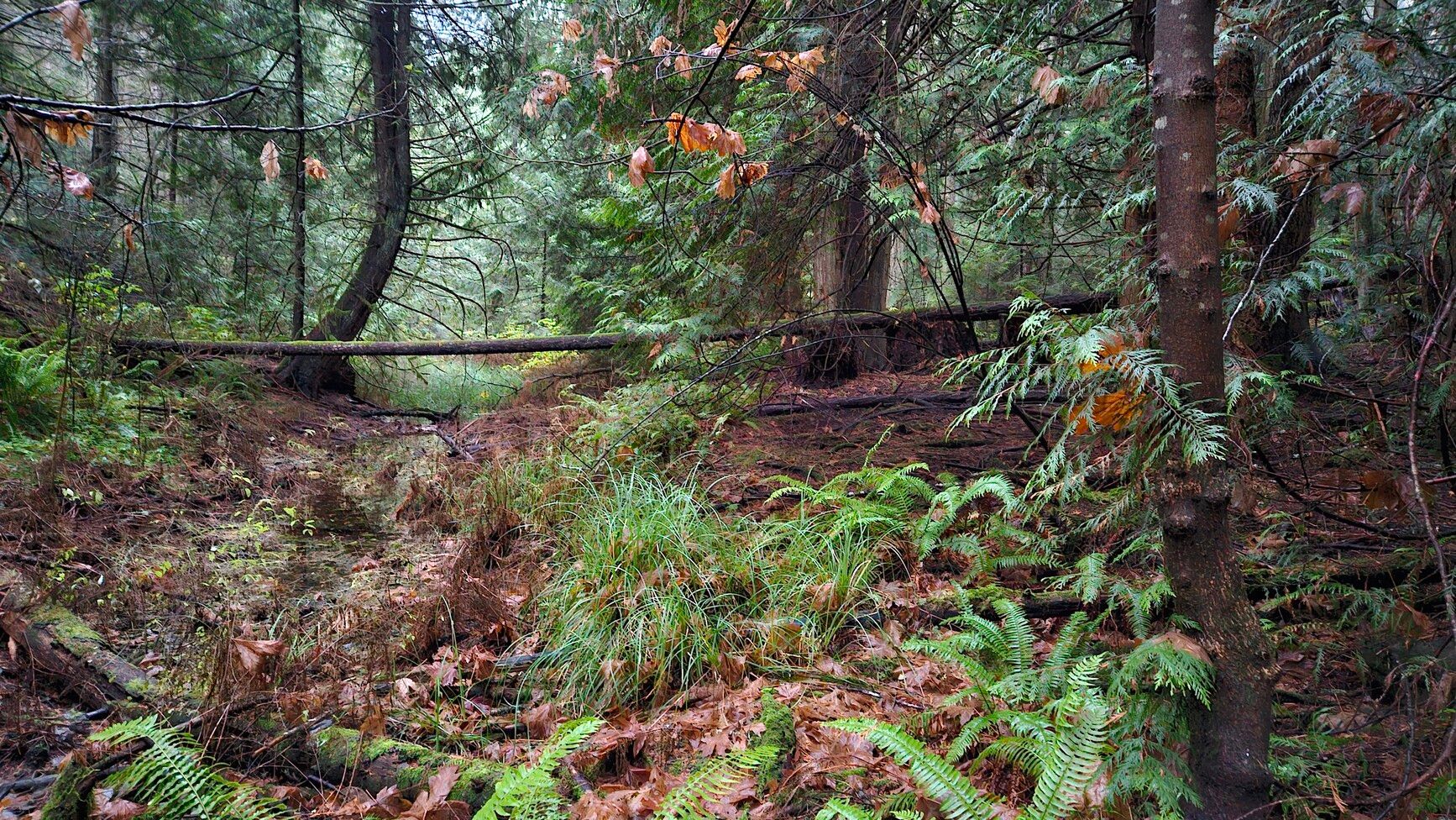 Looking into the lush, west coast forest of Hemer Park in the fall, a tranquil and awe-inspiring view unfolds.