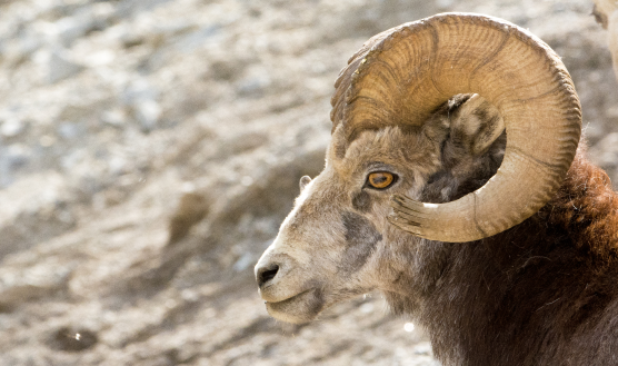 A Bighorn Sheep