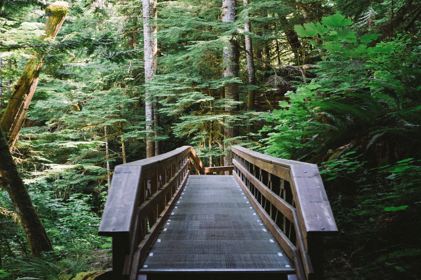 A wooden staircase nested between the thick forest foliage, ferns, and moss covered trees.