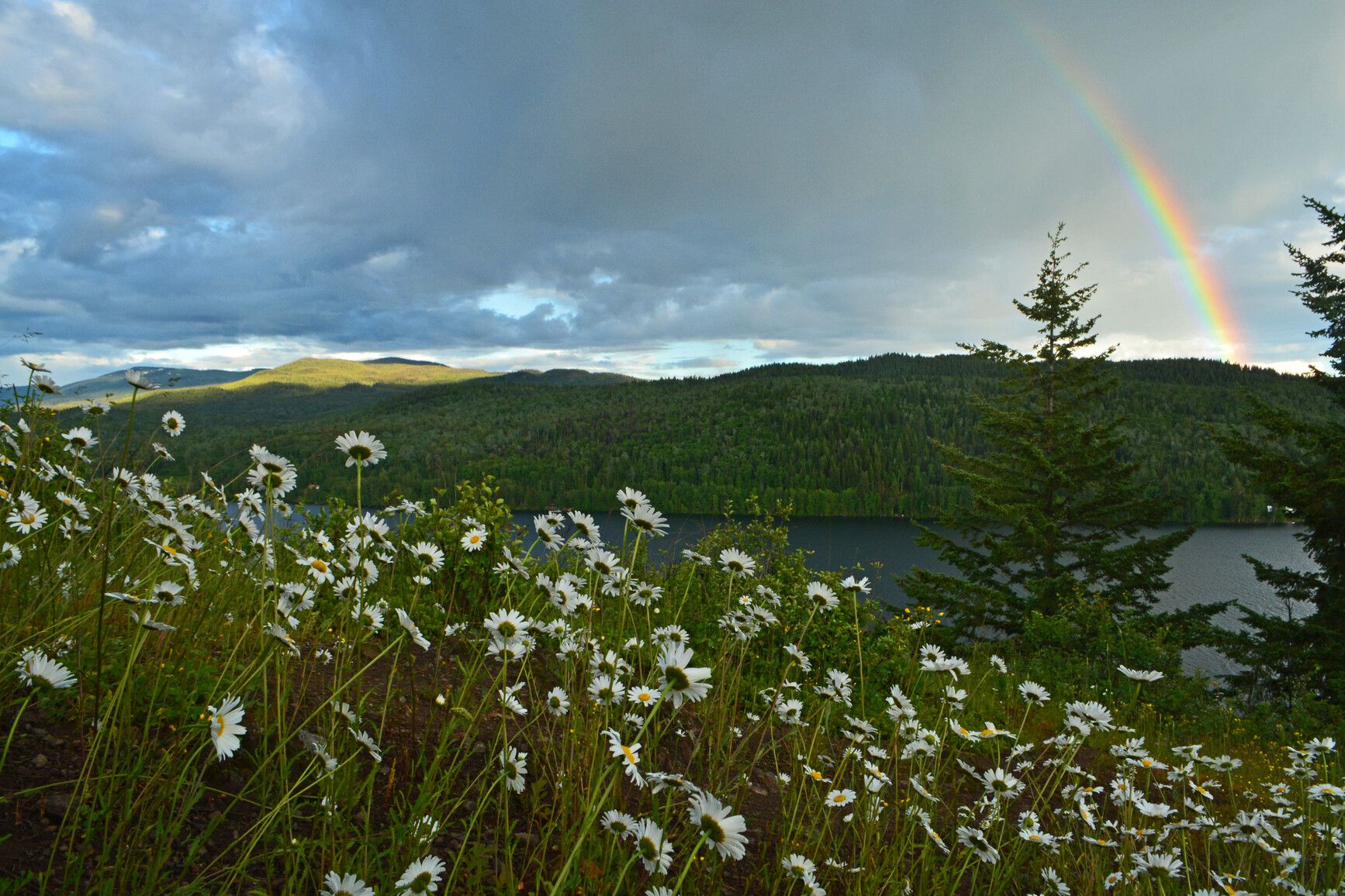 Even the daisies in Horsefly Lake Park pause to enjoy a rainbow.