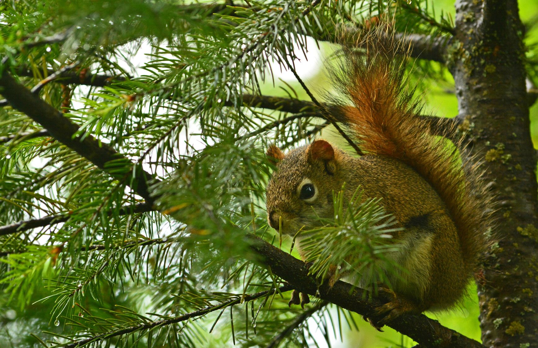 American red squirrel, one of the many species living in Horsefly Lake Park.