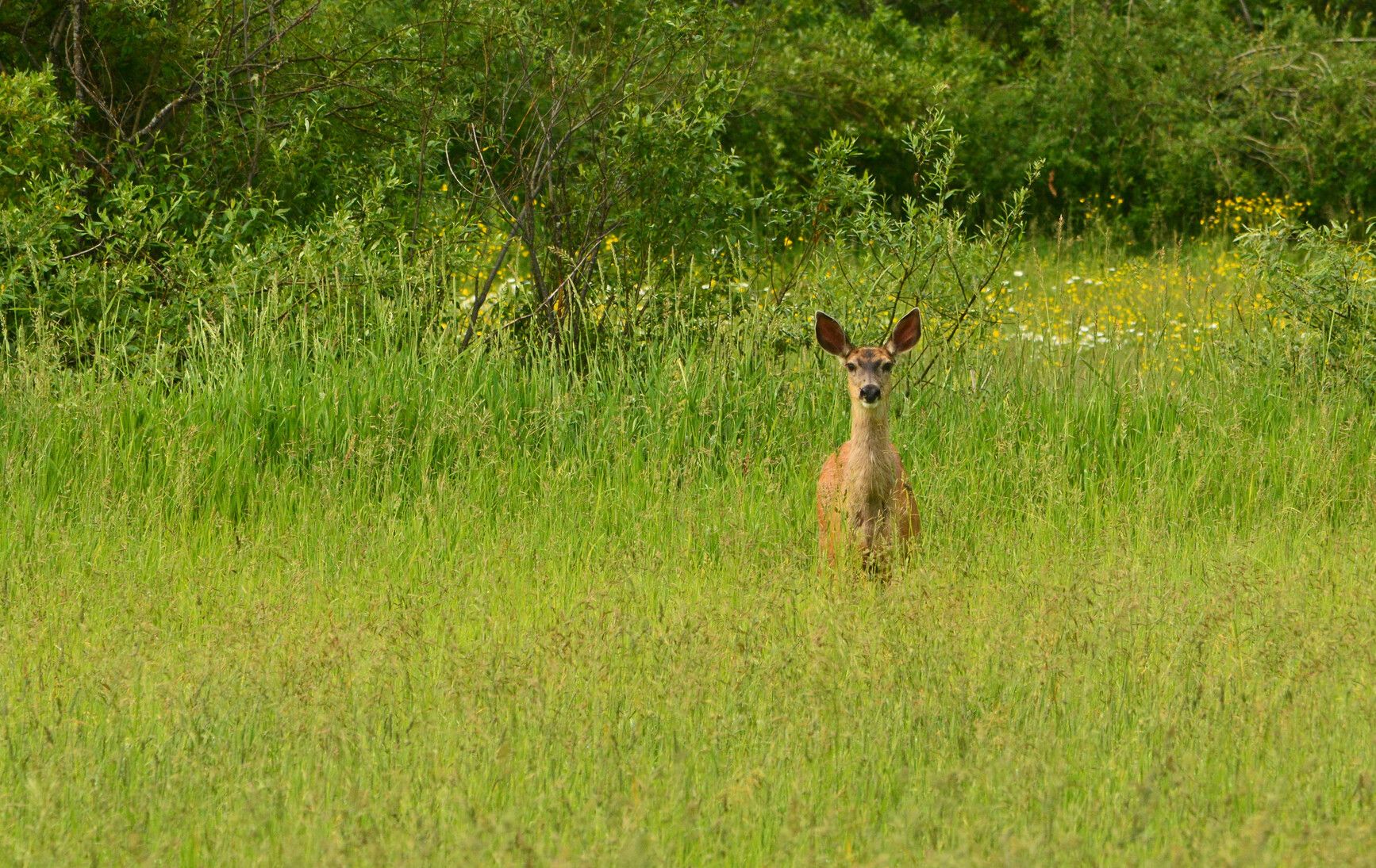 Horsefly Lake Park