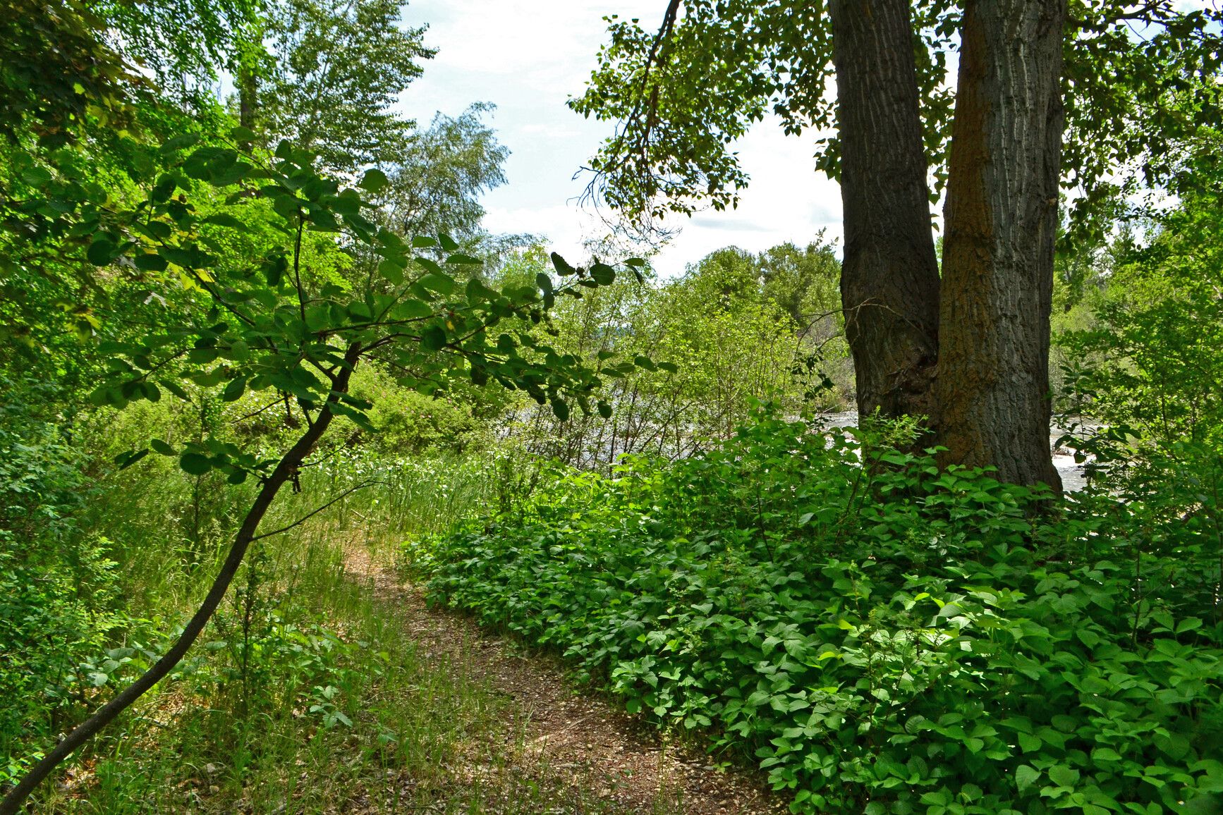 A trail in Inkaneep Park leading to Okanagan River.