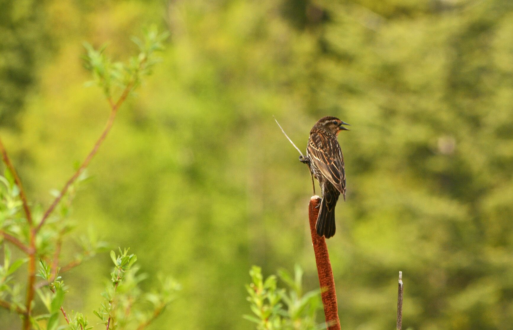 Meet the stunning female red-winged blackbird. Found at Jewel Lake Park, she's easily recognized by her crisply streaked dark brown feathers, with a paler breast and often a charming whitish eyebrow.