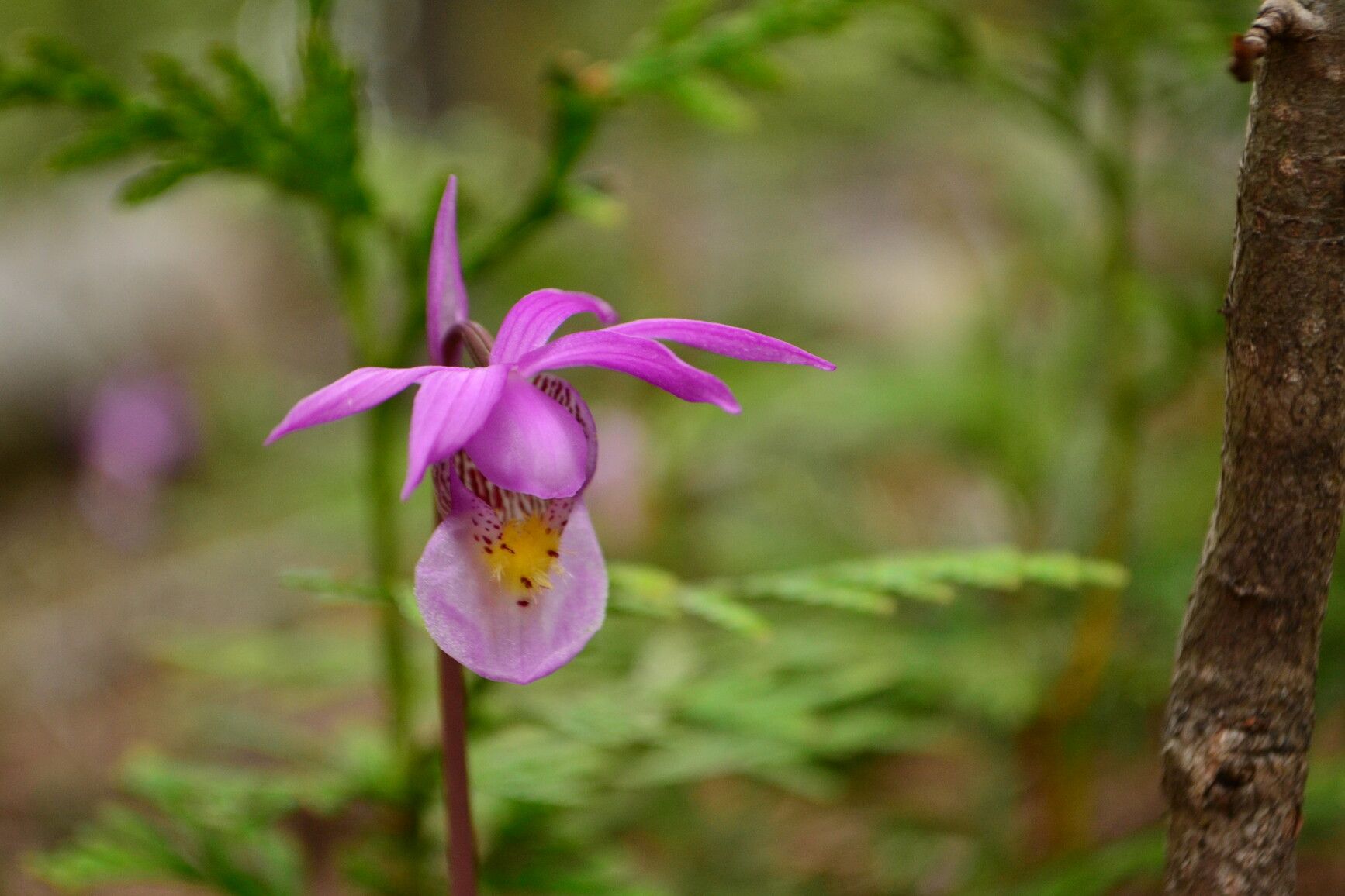 Discover the enchanting fairy-slipper, also known as the calypso orchid or Venus's slipper, thriving in Jewel Lake Park's diverse flora. This perennial beauty, belonging to the orchid family, graces undisturbed northern and montane forests with its delicate presence.