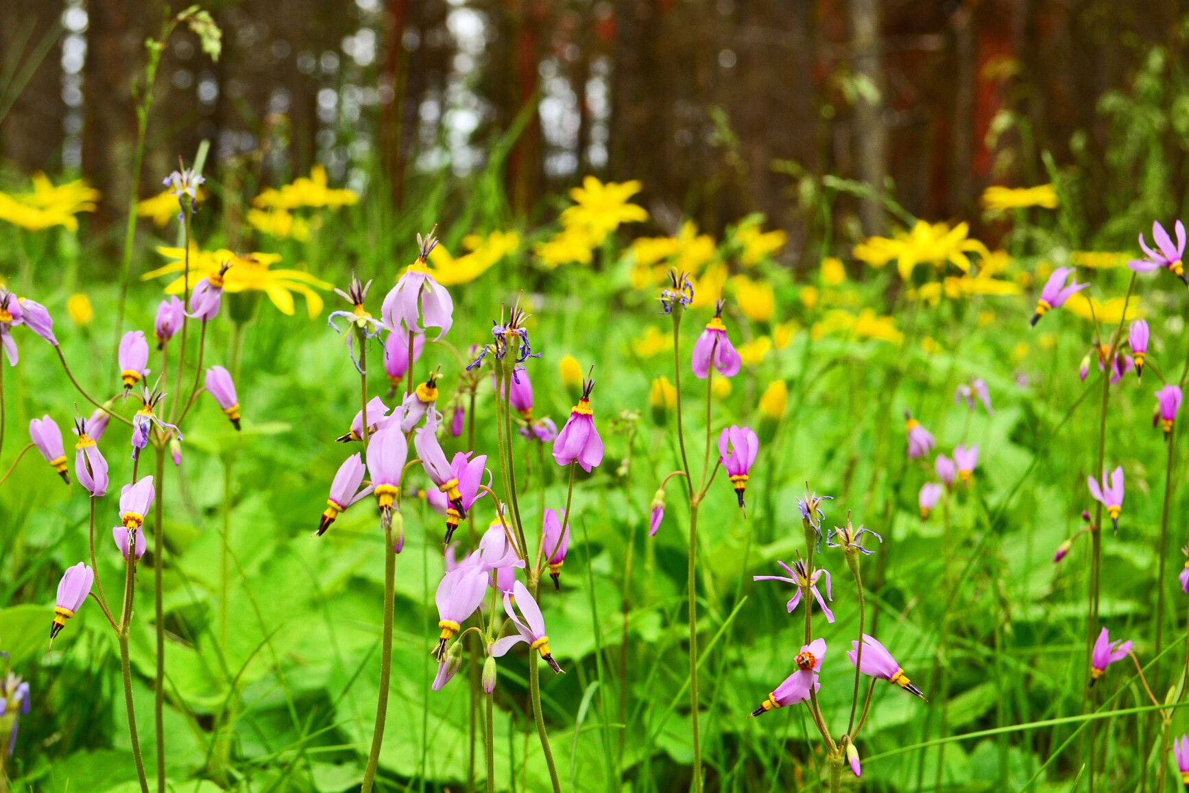 Colourful blooms carpet the forest floor. Bright yellow Heartleaf arnica and dart-like purple Shooting Stars adorn Johnstone Creek Park.