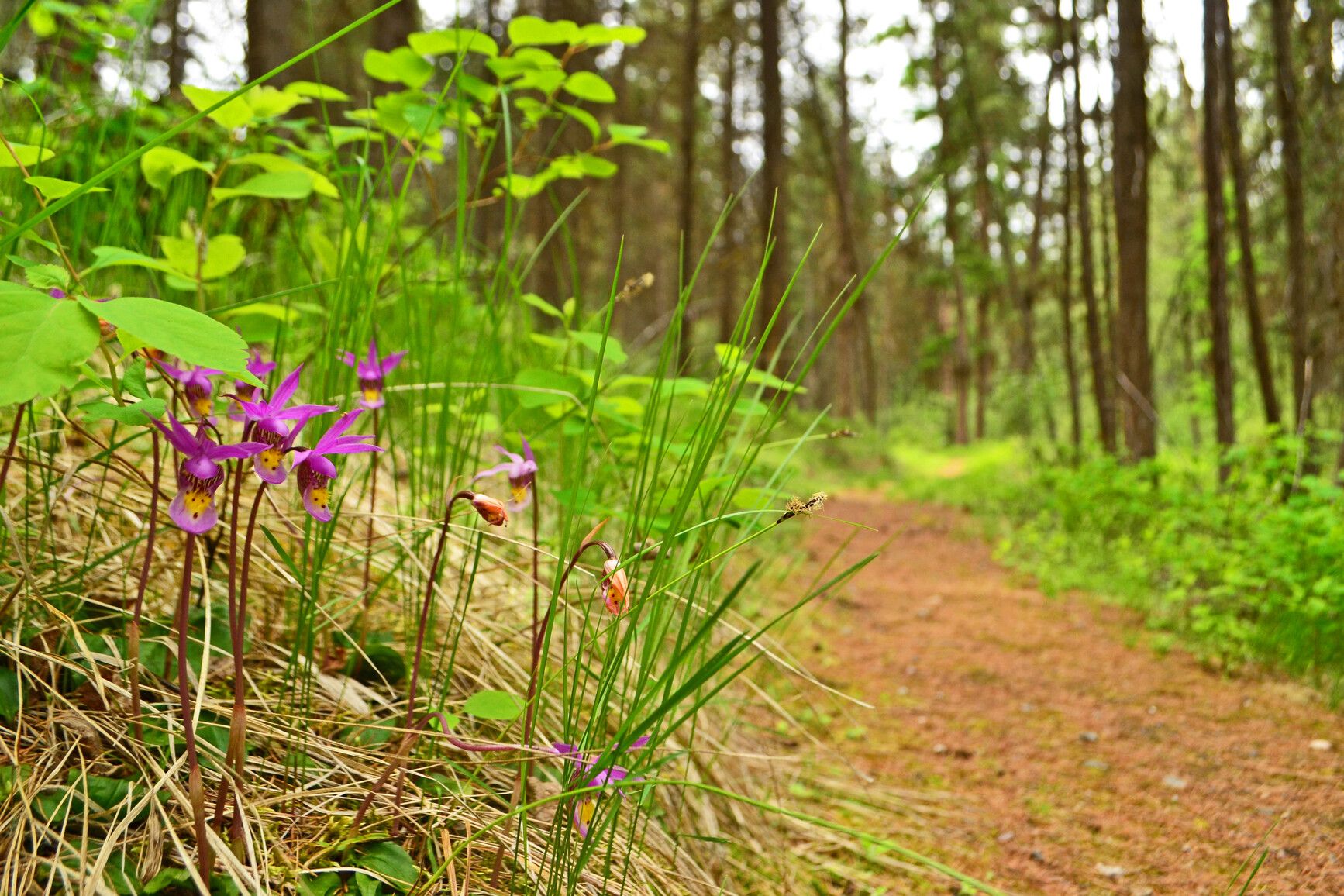 Spot the delicate Fairy-Slipper orchid, a rare gem blooming in spring in Johnstone Creek Park.