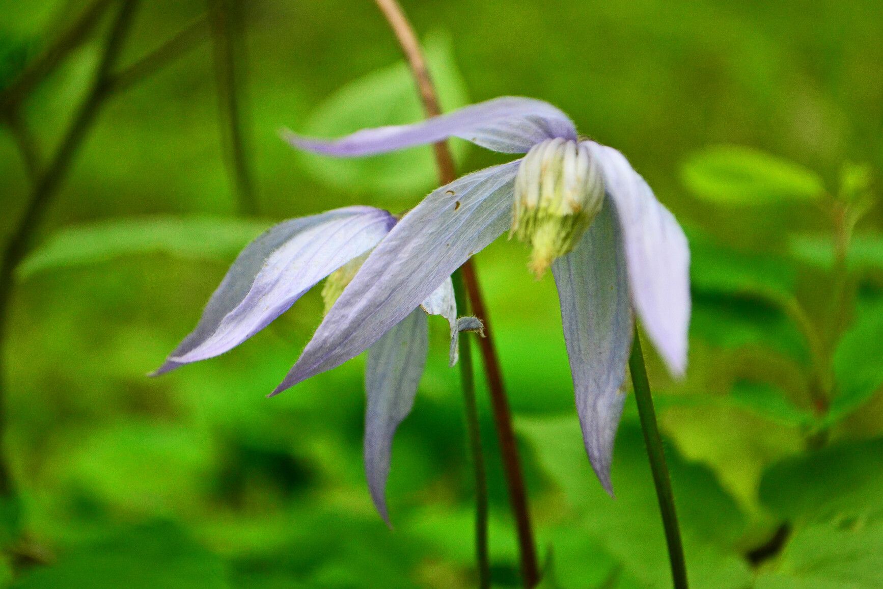 Purple clematis, a species of flowering plant in the buttercup family known by the common names western blue virginsbower. Johnstone Creek.