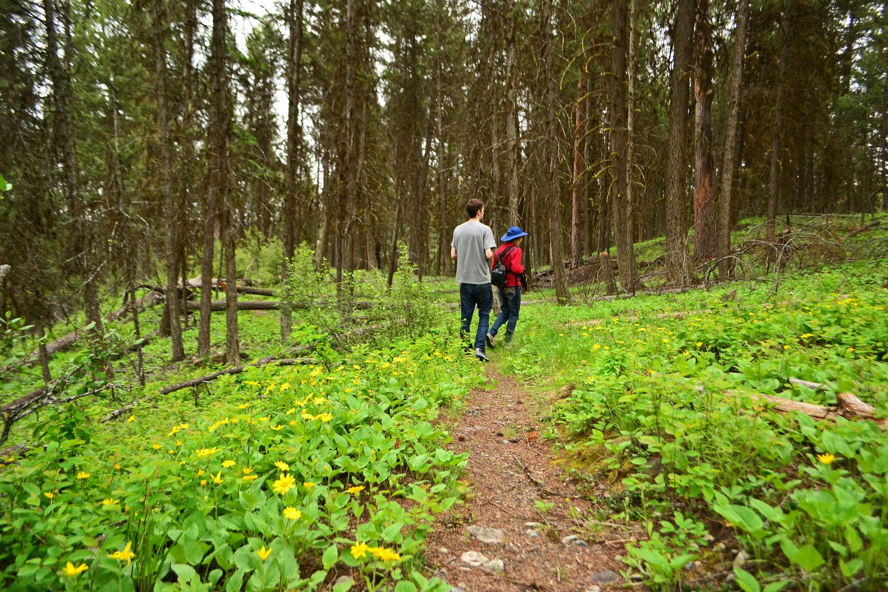 Amidst nature's beauty, park visitors hike a trail bordered by vibrant ground flowers, near the forest of Johnstone Creek Park.