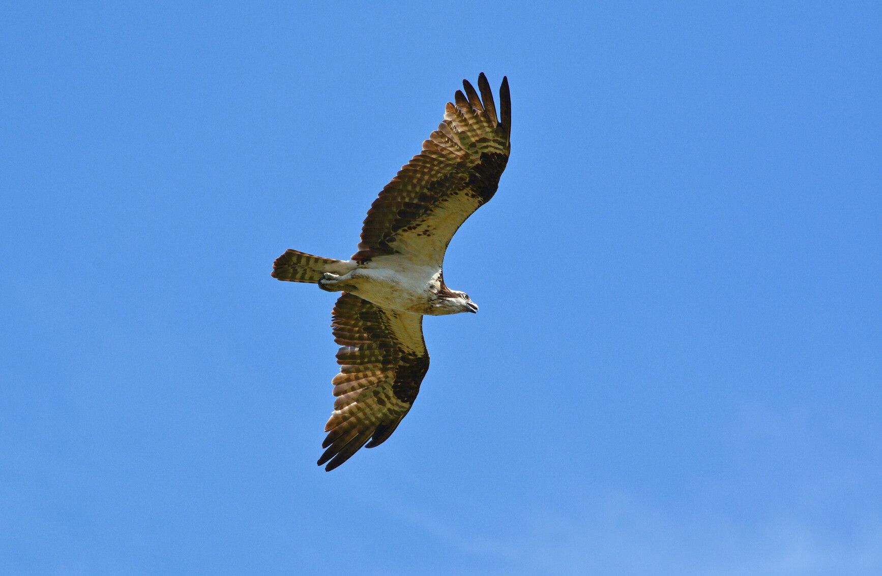 The majestic sight of an osprey soaring above Kikomun Creek Park.