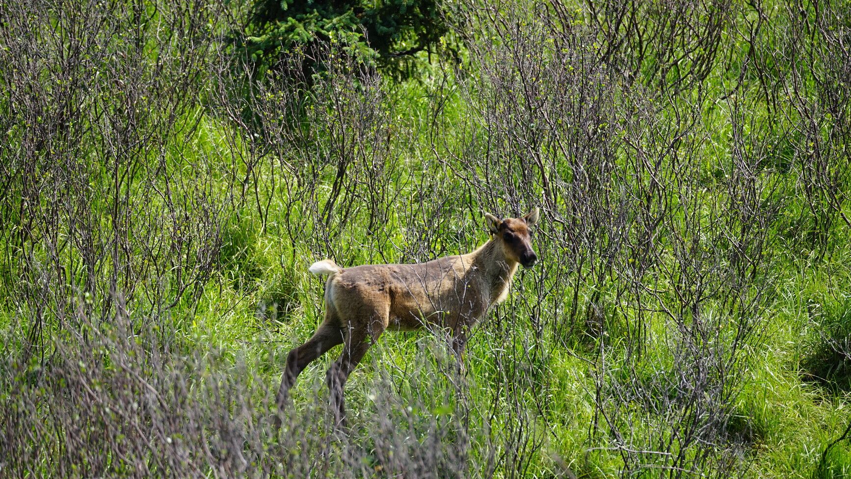 Caribou calves weigh an average of 13 pounds (6 kg) and grow very quickly. They may double their weight in 10-15 days. Klinse-za Park / Twin Sisters Park.