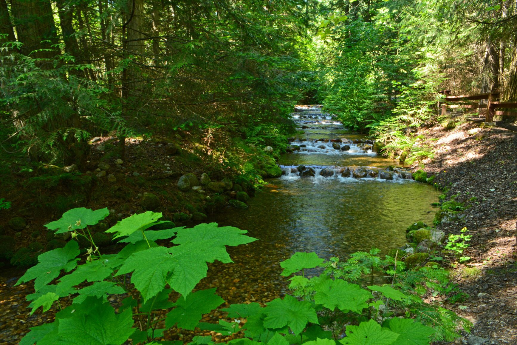 Serene Kokanee Creek cascades through a forested landscape, its gentle rocky falls adding to the peaceful ambiance.