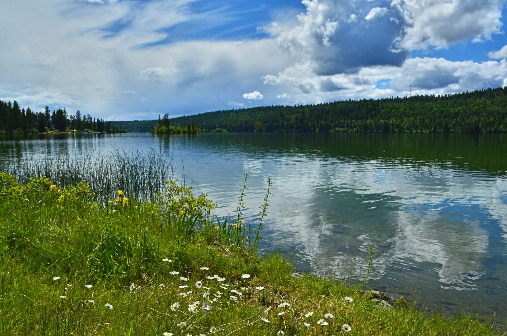 Wild flowers in bloom under the blue sky, which reflects on the soft ripples on the surface of Lac La Hache.