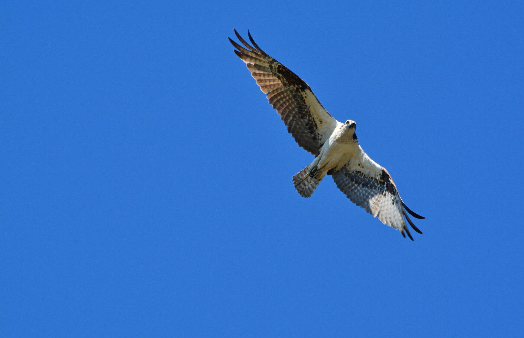 An osprey soars gracefully above Monck Park, keenly observing its surroundings with sharp eyes.&nbsp;
