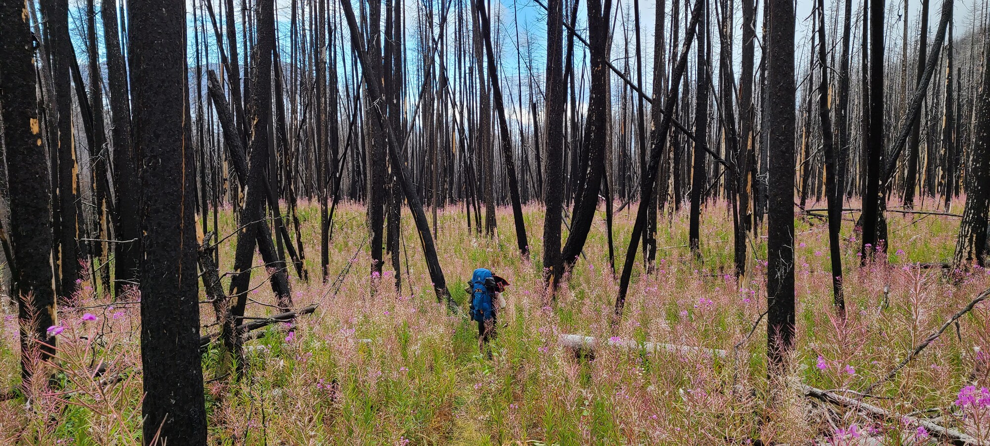 New plant growth amid previous wildfire effected areas