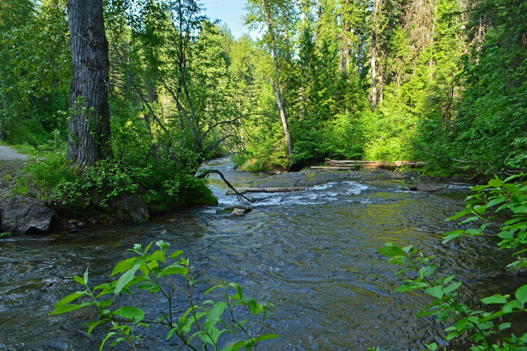 Lizard Creek meandering through Mount Fernie Park's dense forest.