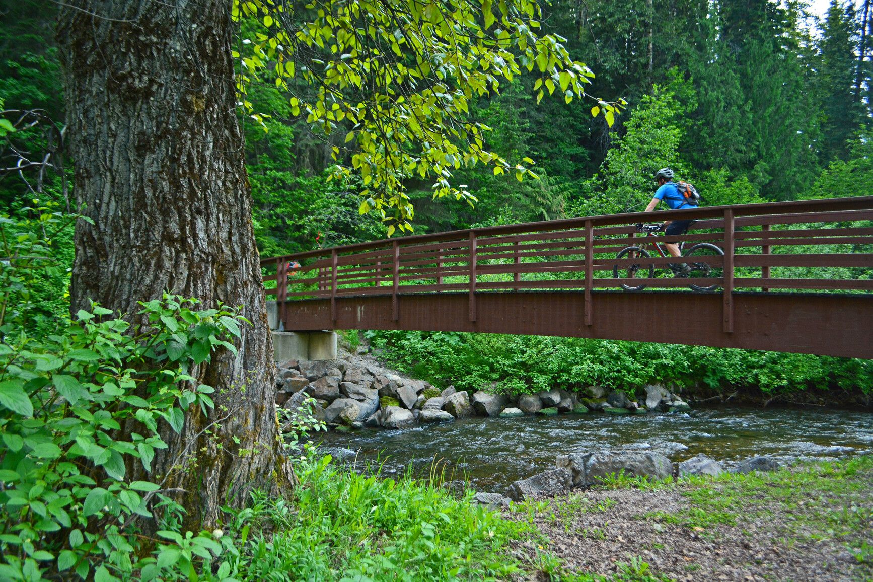 Experience scenic cycling adventures at Mount Fernie Park.