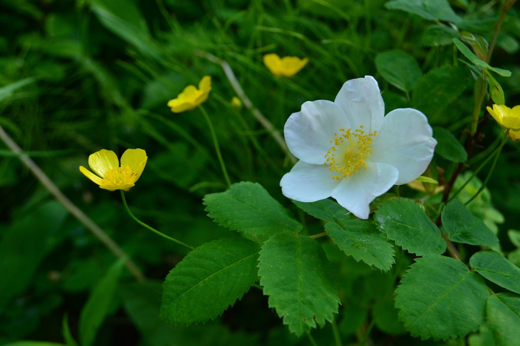 Burnet rose and meadow butter cup flowering in Mount Fernie Park.