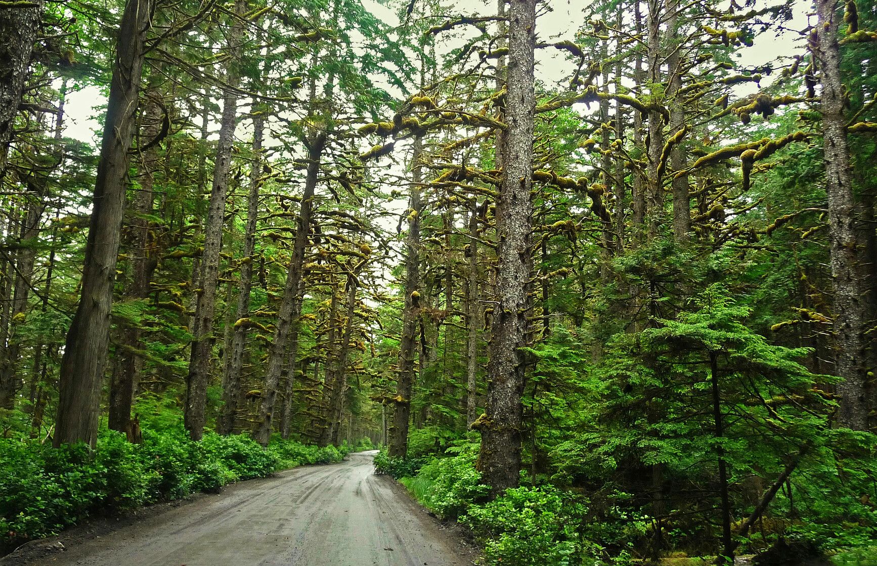 A road through the dense west coast forest of Naikoon Park.
