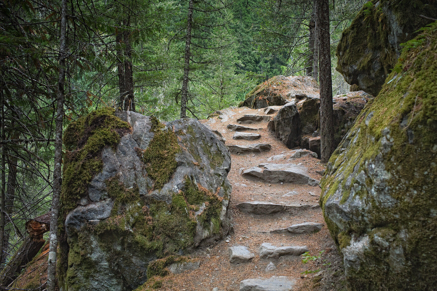 Trail with rock stairs. Forest in background.