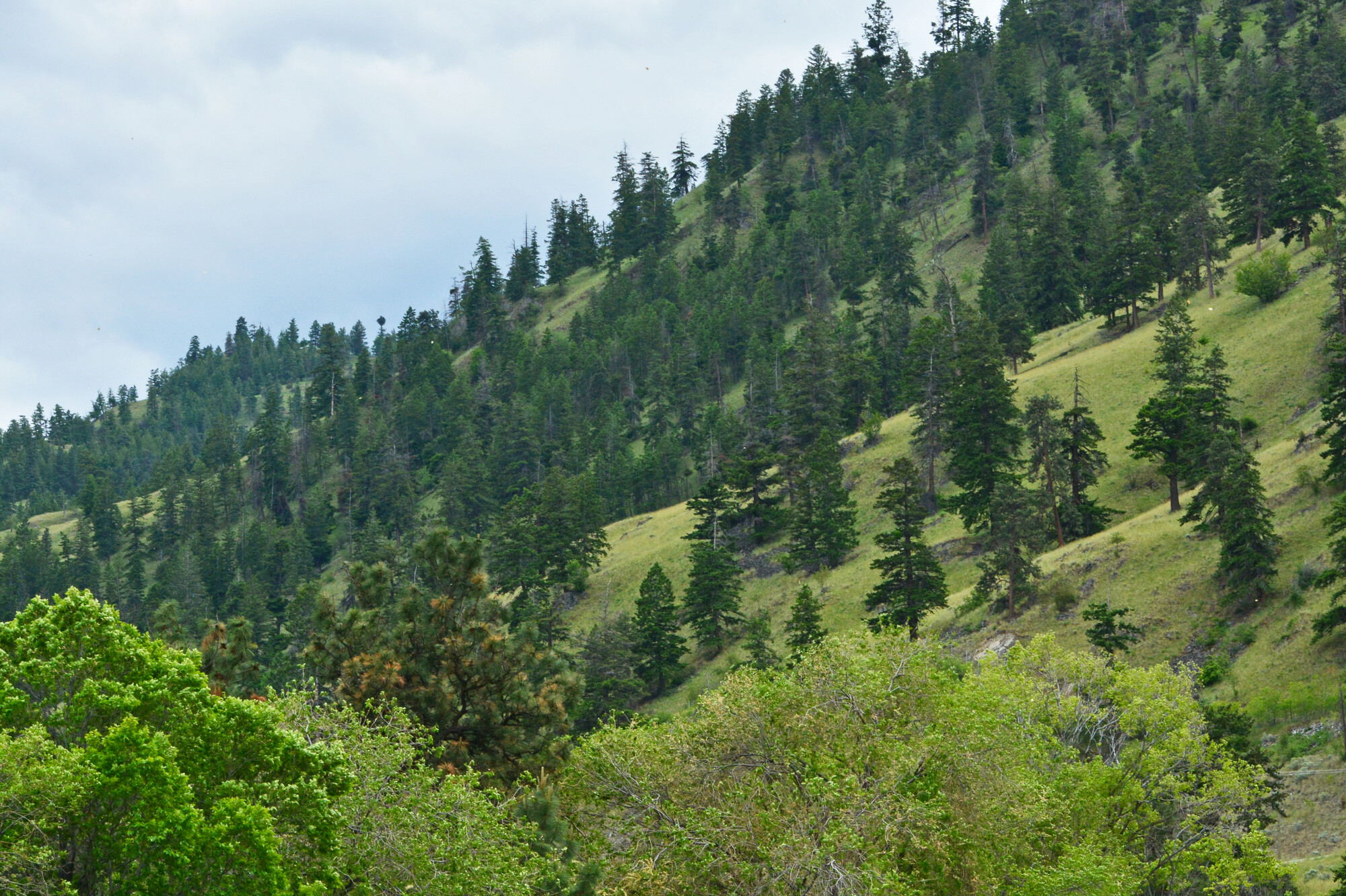 Views of a mountain with large trees growing on the slopes