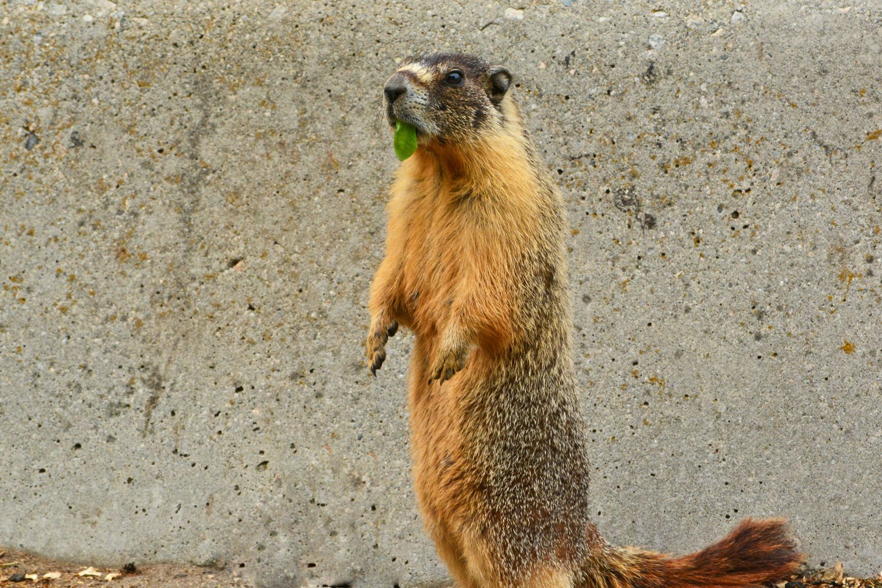 Columbia squirrel, one of the many species that inhabit Okanagan Lake Park, enjoys a lite lunch.