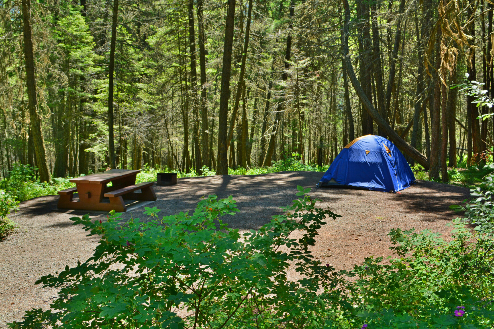Campsite with tent in the forest.