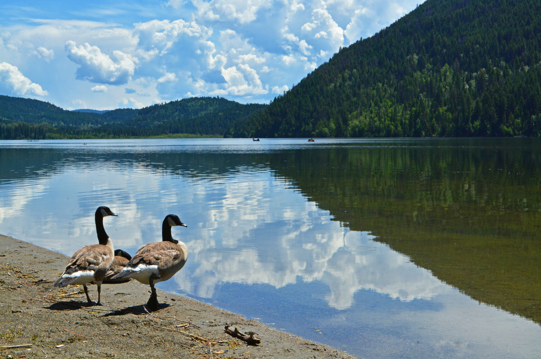Canada geese on beach by the lake. Mountains in the background are reflecting on the lake. People in boats fishing.