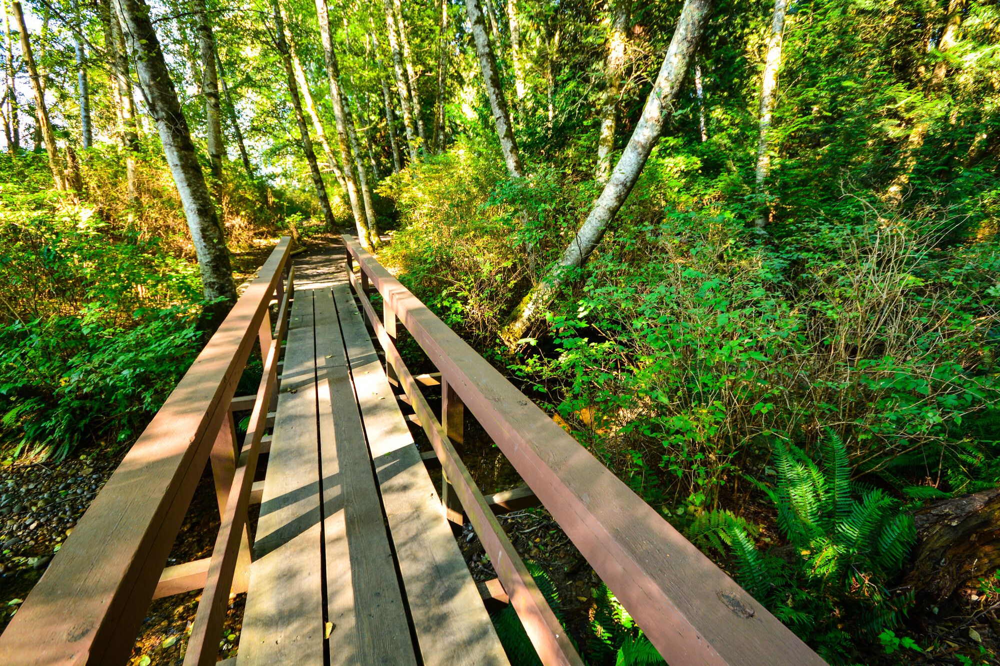A footbridge through the forest at Porpoise Bay Park, the perfect spot to pause and enjoy nature.