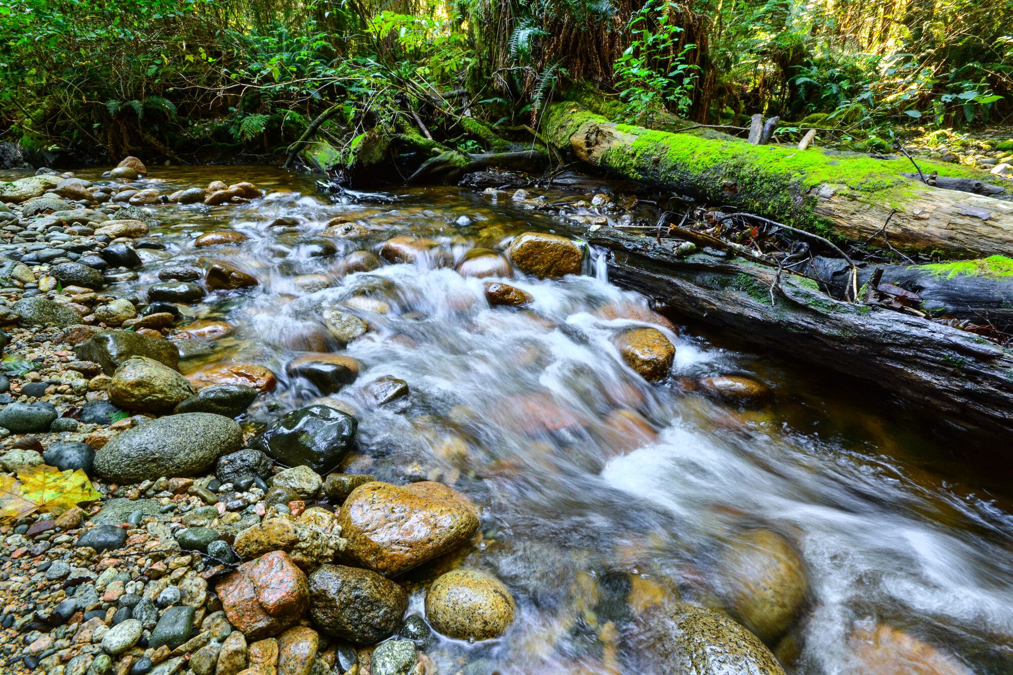 A stream flows through the forest at Porpoise Bay, a great spot to observe the wonders of nature.