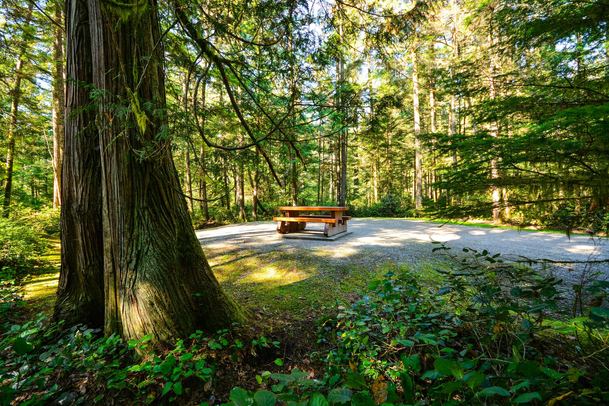 A spacious, peaceful campsite nestled among trees and nature in Porpoise Bay Park.