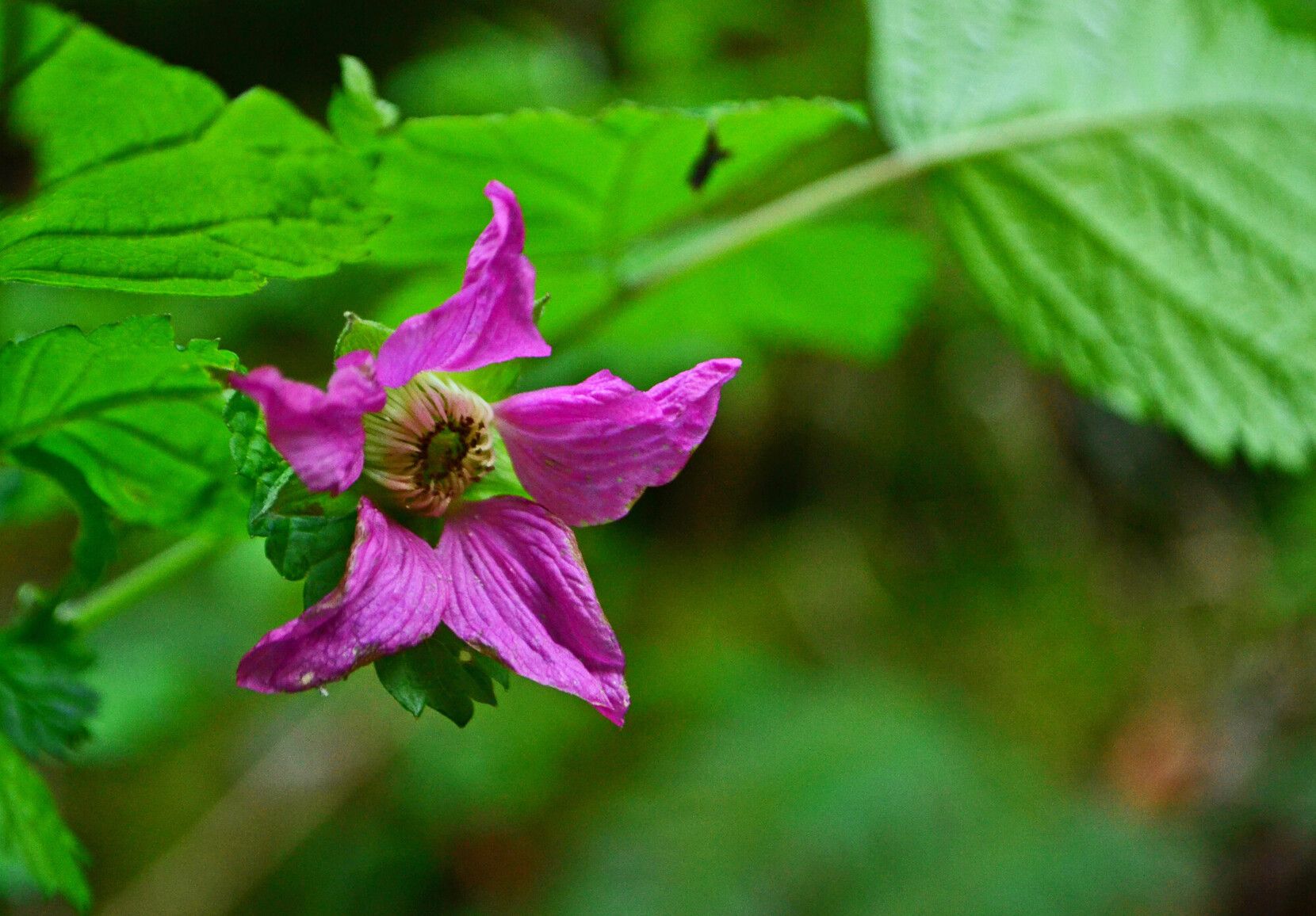 Flowering salmonberry bush, one of the many plant species in Silver Lake Park.
