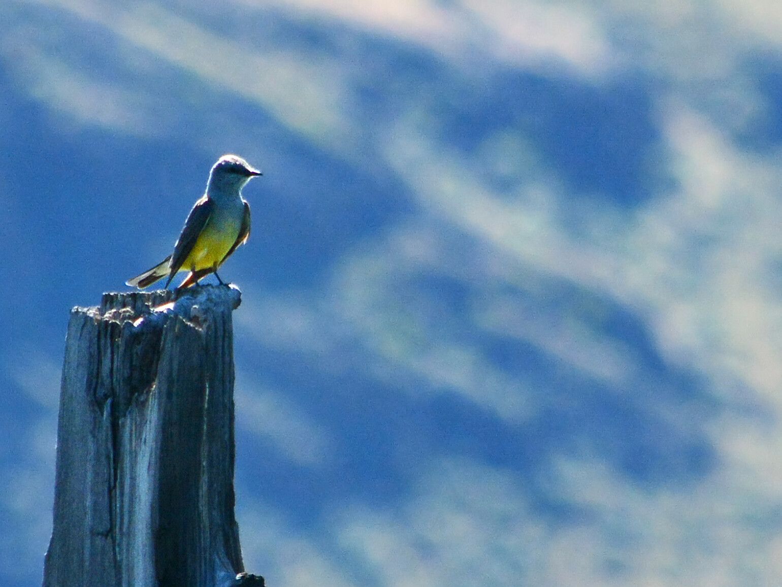 The territorial western kingbird keeps a watchful eye over Steelhead Park from his high perch.