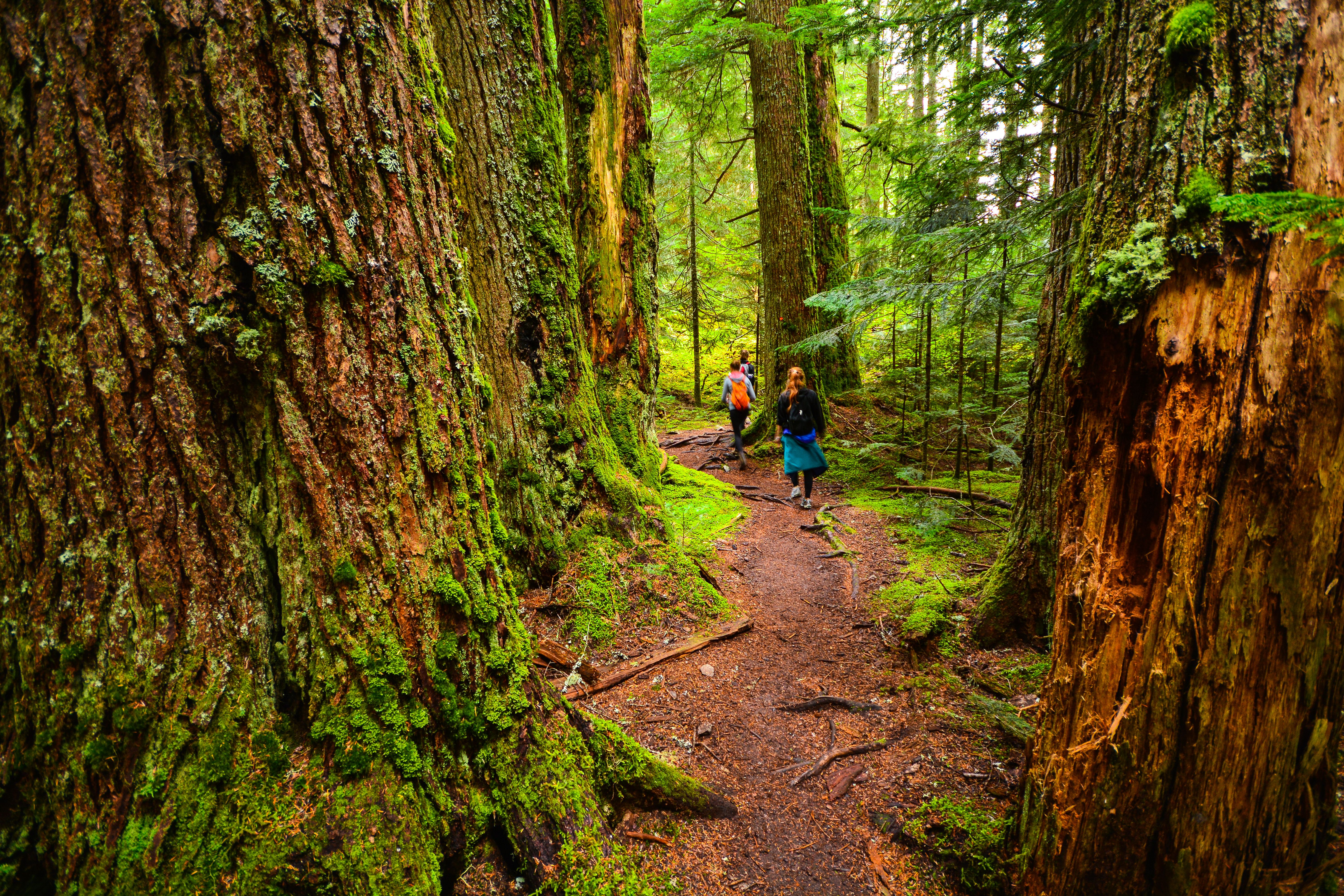Visitors hike a trail through large trees in Sx̱ótsaqel/Chilliwack Lake Park.