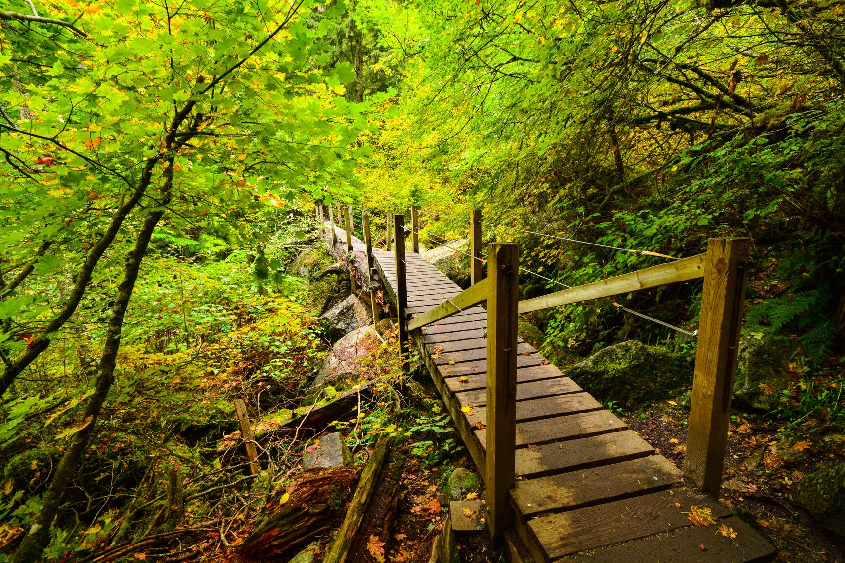 A footbridge through the forest in Sx̱ótsaqel/Chilliwack Lake Park.