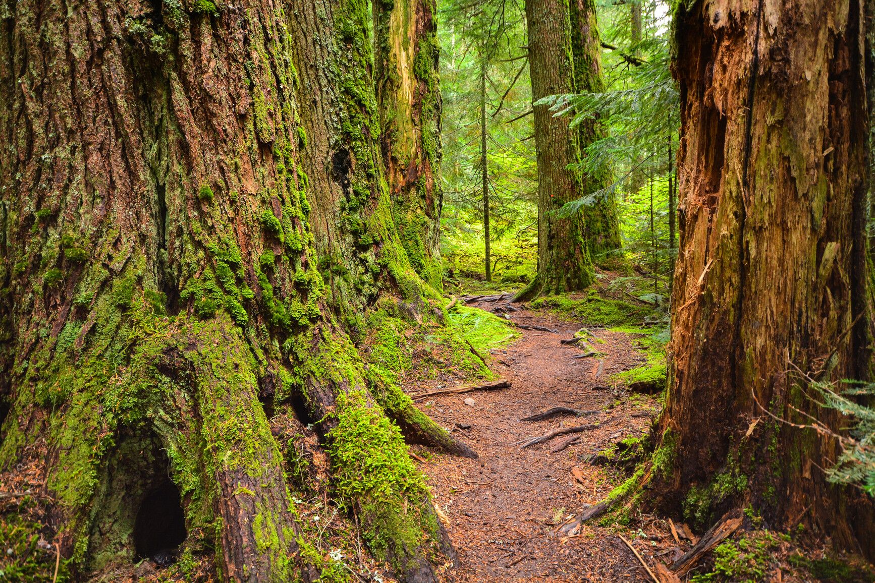 Forest trail through giants in Sx̱ótsaqel/Chilliwack Lake Park.