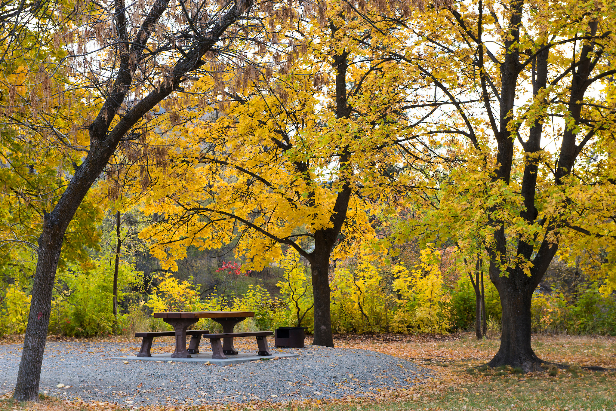 A bench and firepit at a frontcountry campsite centered around large trees with fall foliage